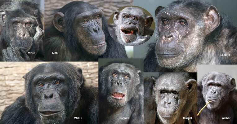 Chimps artis met namen kopi%c3%abren %281%29